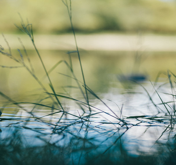 Thin grass reeds emerging from calm water with soft blurred reflections.